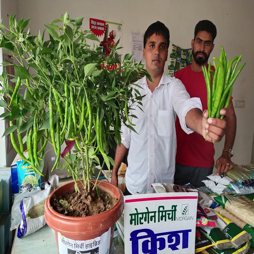 Krish MCH-27 F1 Chilli Hybrid Seeds