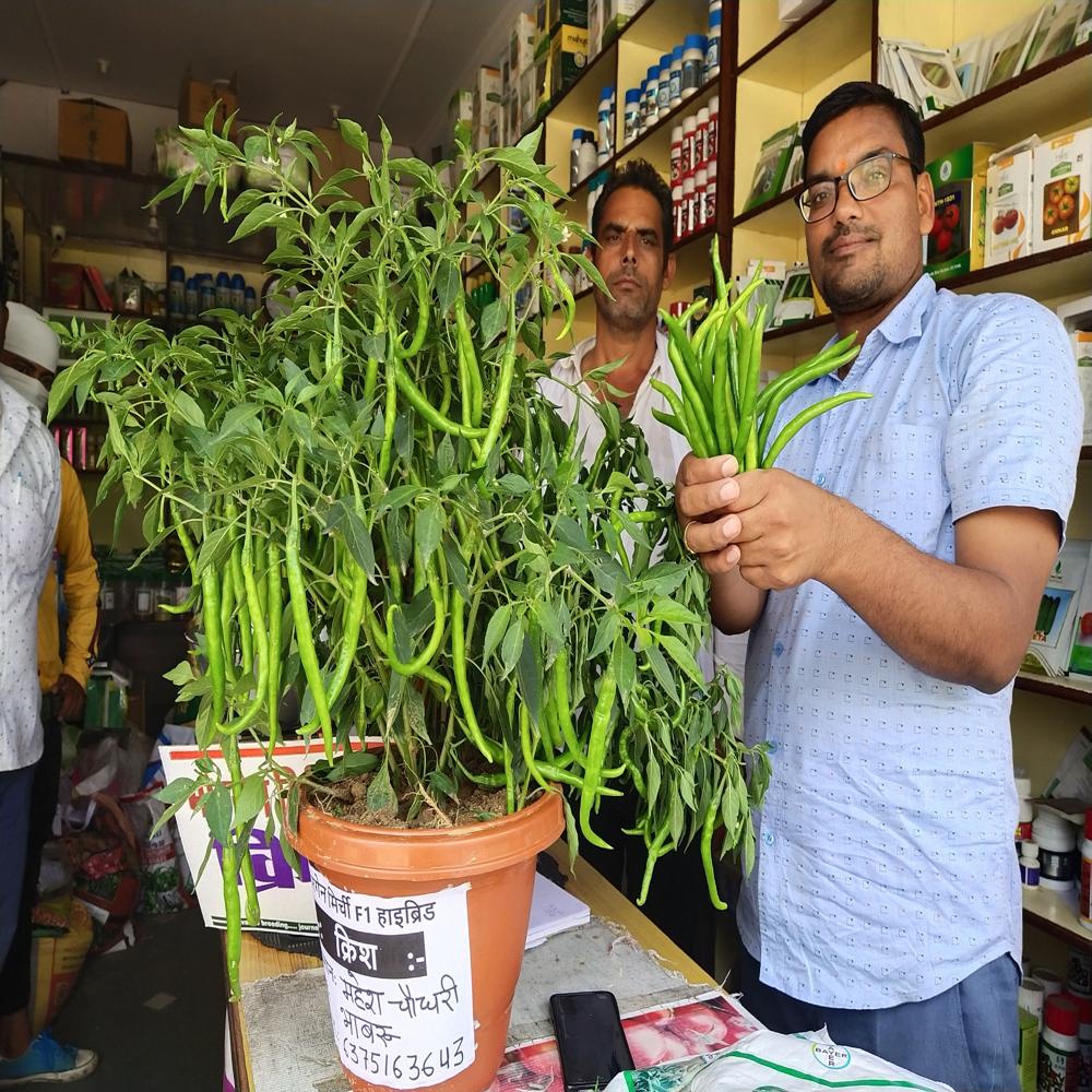 Krish MCH-27 F1 Chilli Hybrid Seeds