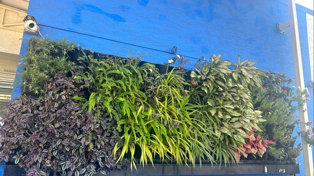 Lushvibes Natural Vertical Garden Service