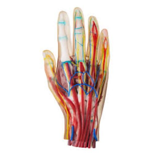 Stratasys J850 Digital Anatomy 3D Printer