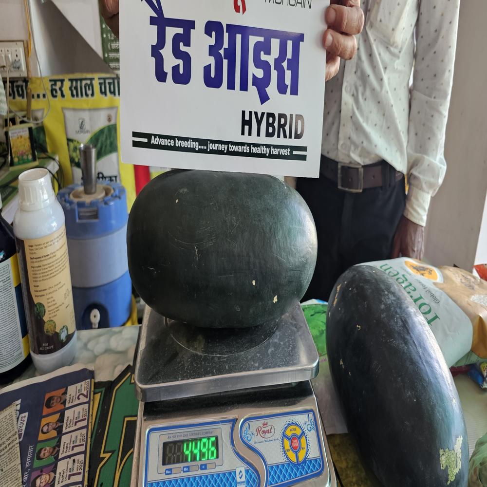 Red Ice MWH-55 F1 Watermelon Hybrid Seeds