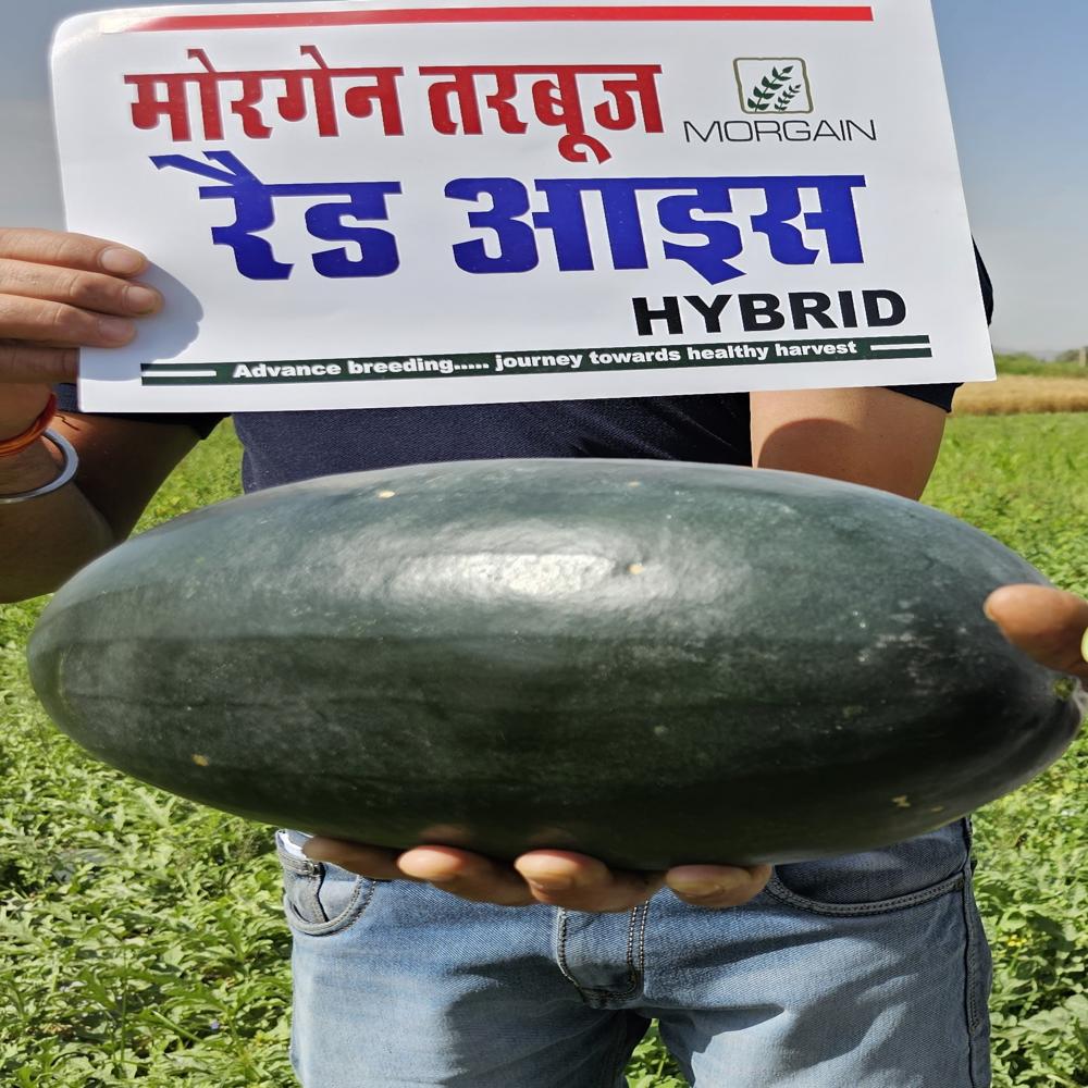 Red Ice MWH-55 F1 Watermelon Hybrid Seeds