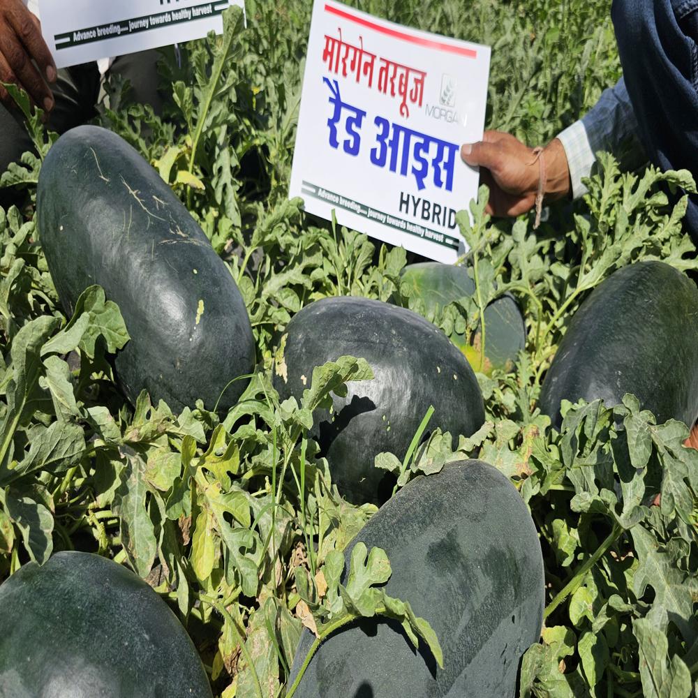 Red Ice MWH-55 F1 Watermelon Hybrid Seeds