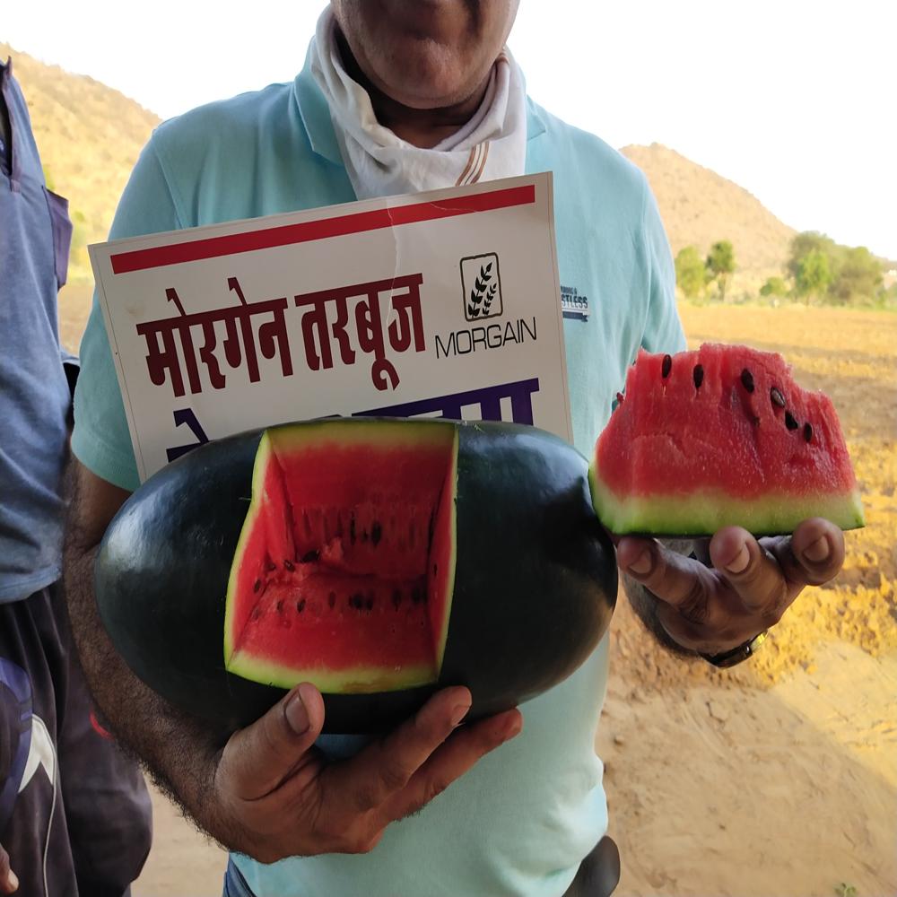 Red Ice MWH-55 F1 Watermelon Hybrid Seeds