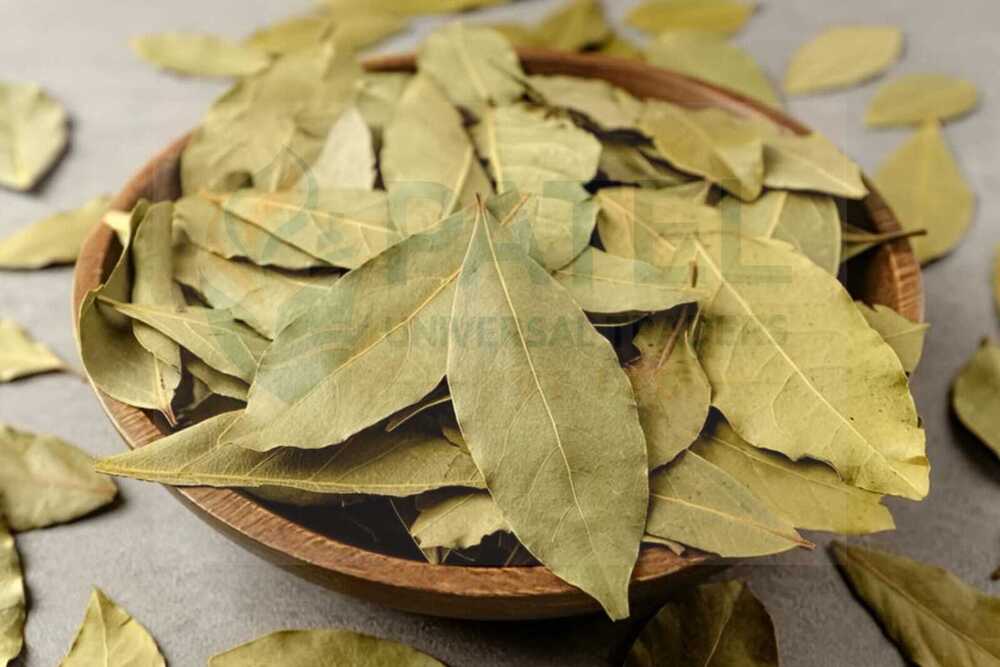 Cinnamomum Tamala Bay Leaves - Color: Green