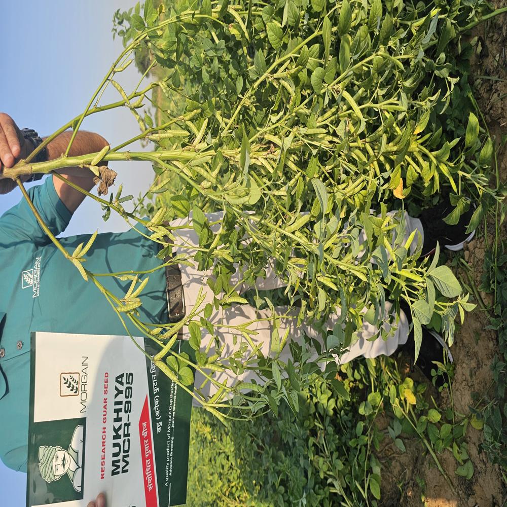 Mukhiya MCR-995 Guar Seed