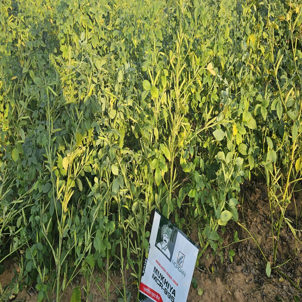 Mukhiya MCR-995 Guar Seed