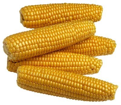 पीला मकई