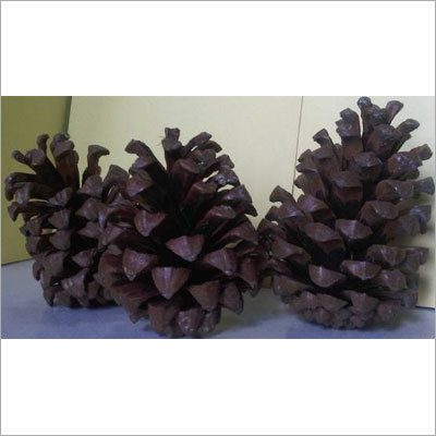 चीर पाइन