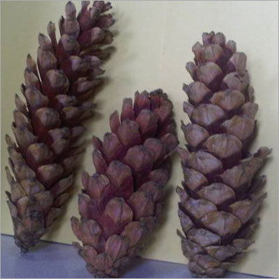 पाइनस स्ट्रोबस