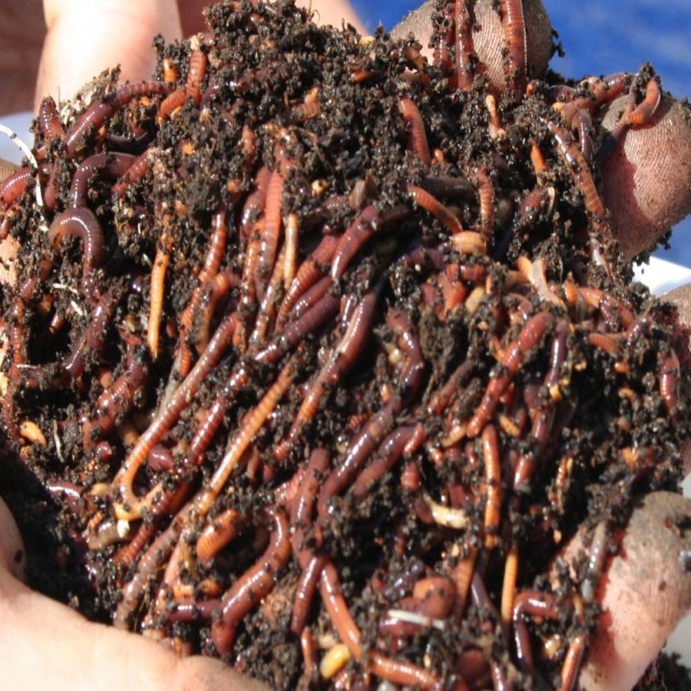Granules Earthworm Vermicompost Fertilizer