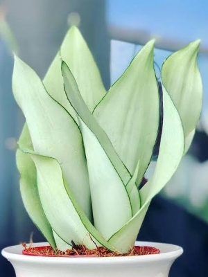 Snake plant Moon shine