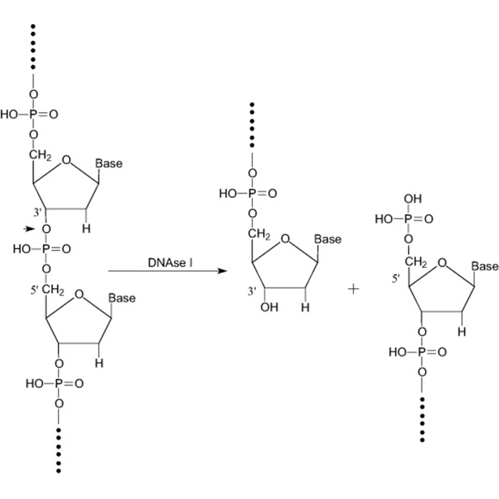 Deoxyribonuclease I, 20mg