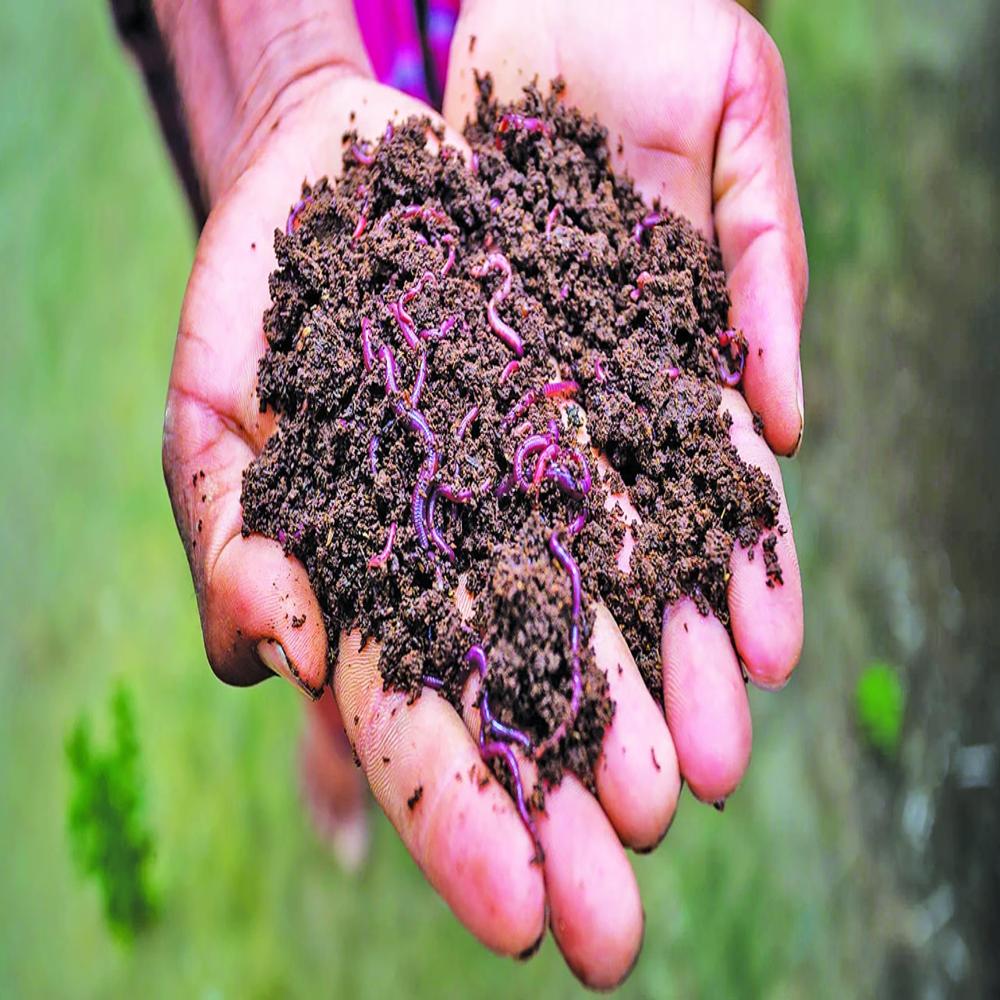 Animal Based Powder Vermicompost Fertilizer For Plants