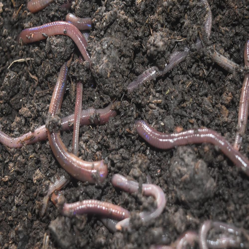 Granules Earthworm Vermicompost Fertilizer
