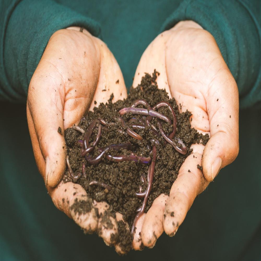 Granules Earthworm Vermicompost Fertilizer