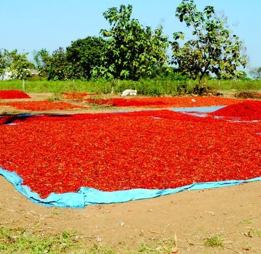 Pre Post Harvest Sheets