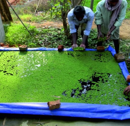 Azolla Beds