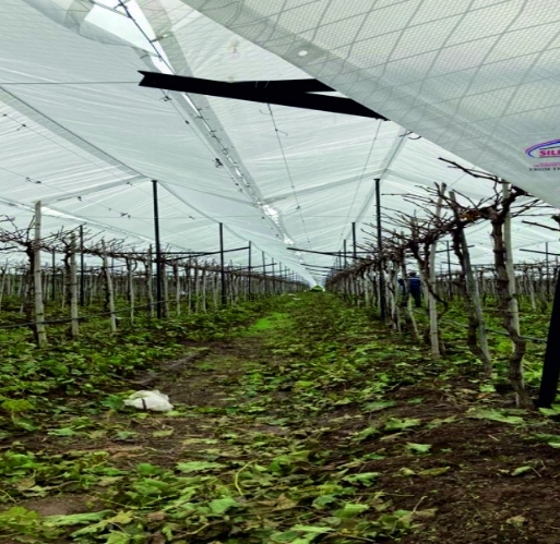 Plant Protection Sheetsportable Fruit Ripening Chambers