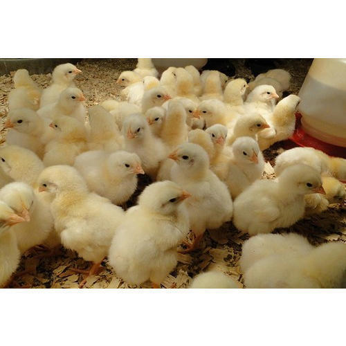Pure Boiler Chicks - Color: White