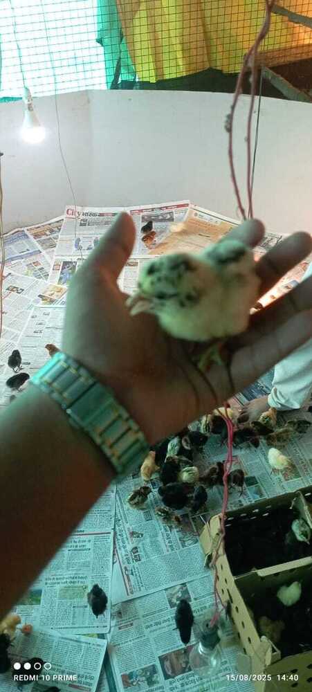 Original Desi Chicks - Breed: Cobb