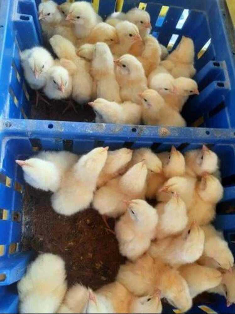 Cockrail Chicks
