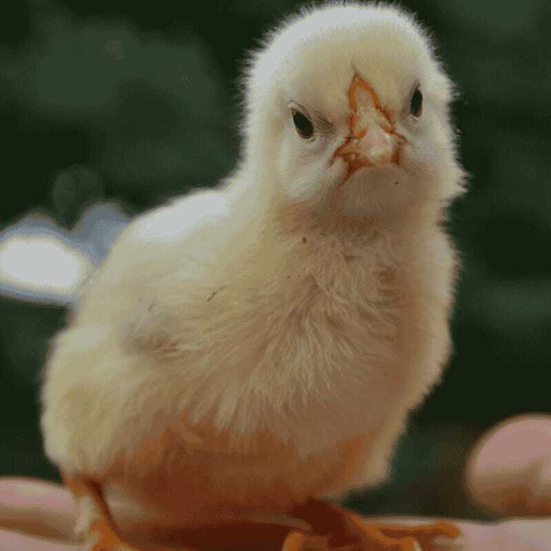 Broiler Cobb 430Y Chicks - Color: White