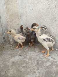 Aseel Chicks - Color: White