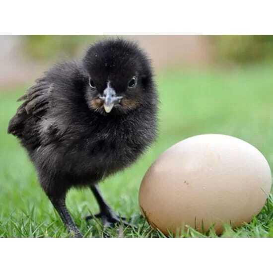 Kadaknath chicks