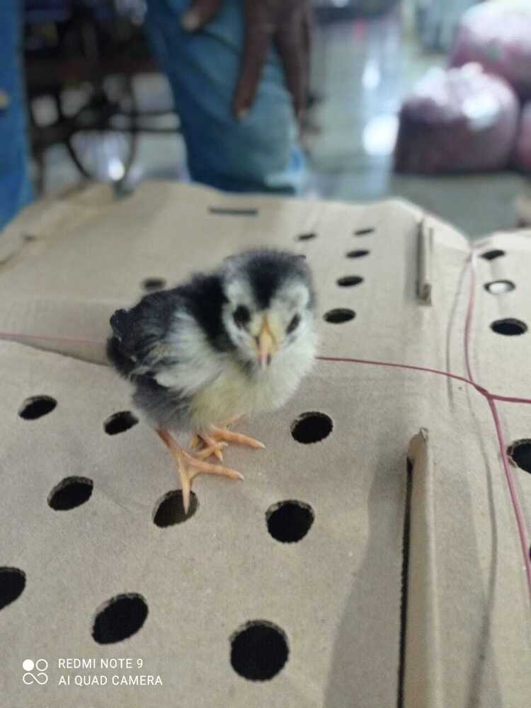 Kaveri Chicks - Color: Black