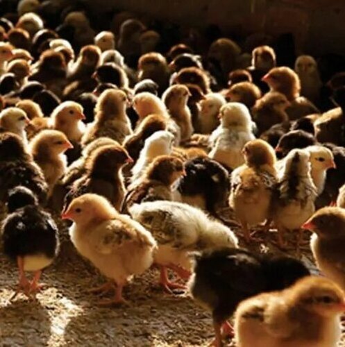 Kuraoilor FFG Chicks