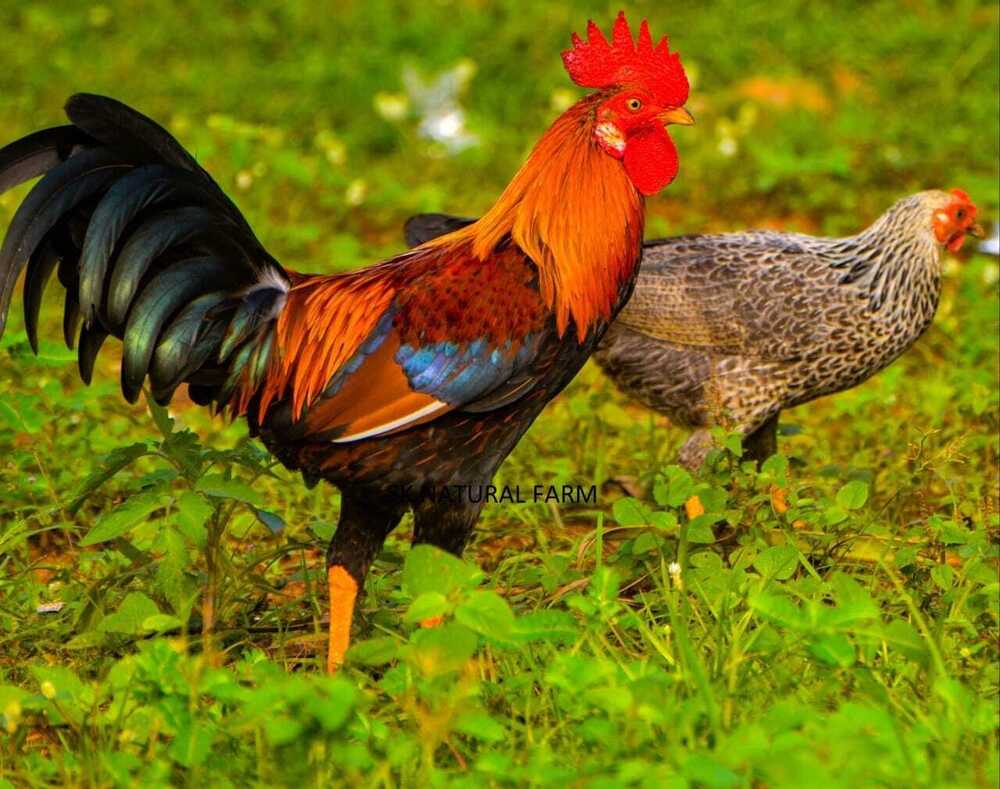Desi Only Male Chicken