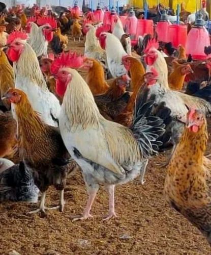 Original Sonali Chicken