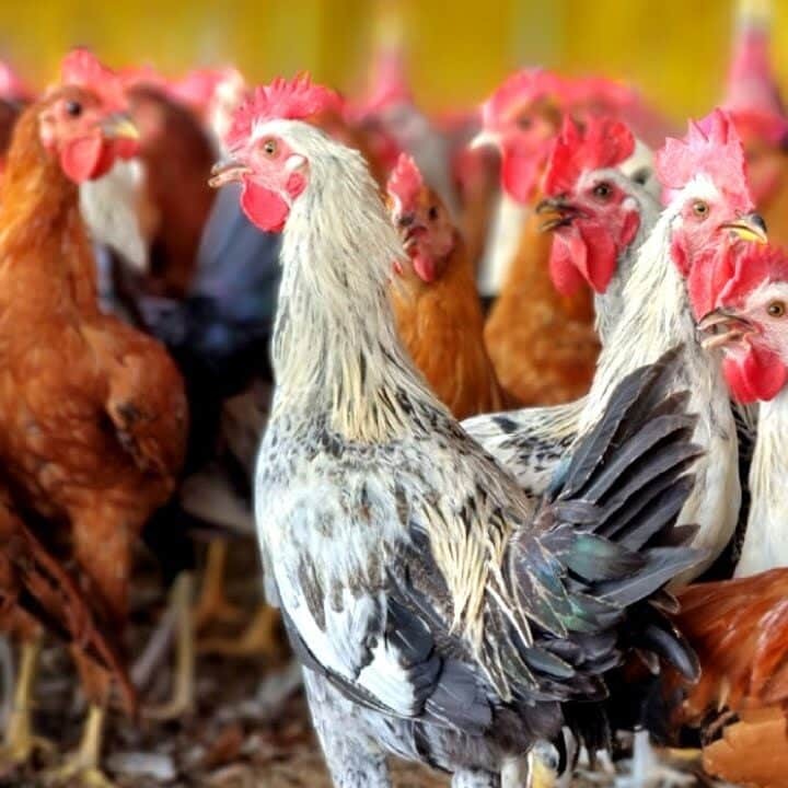 Ultra sonali Desi Chicken