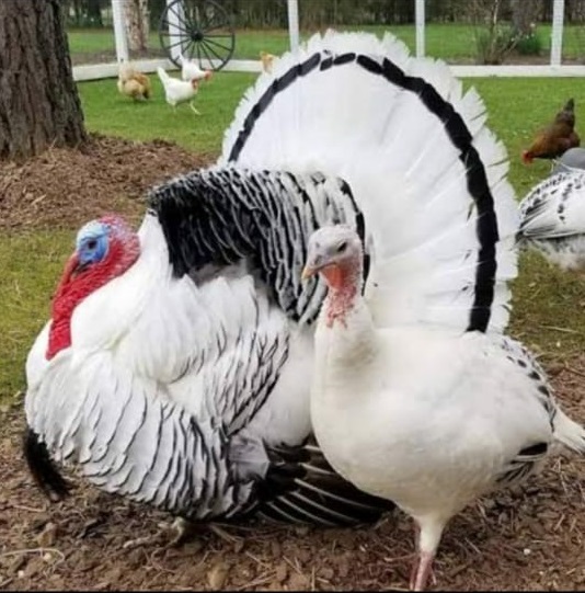 Pure Turkey chicken