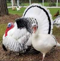Pure Turkey Chicken - Color: White And Black