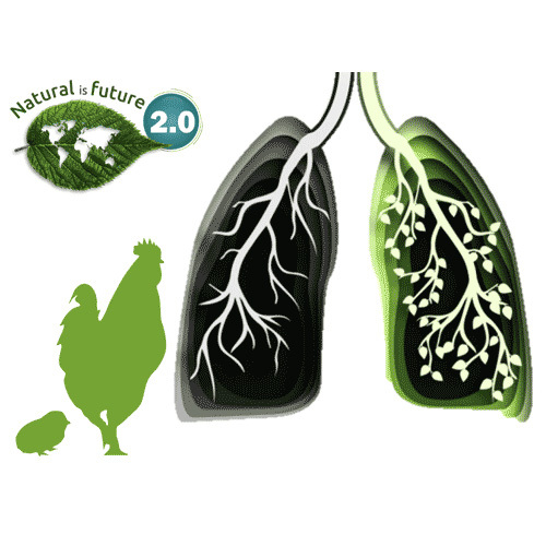 Herbal Bronchodilator Poultry Feed Supplement