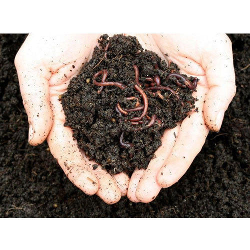 Lumbricus rubellus Live Earthworms Vermicompost , 1 Kg, Cloth Bag