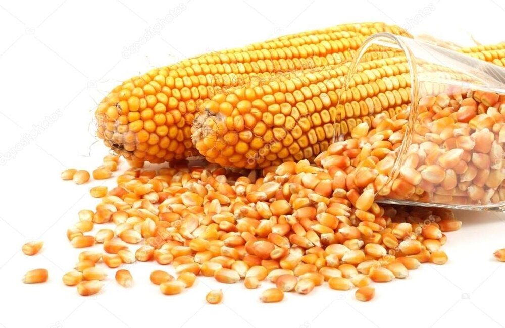 मक्का अनाज
