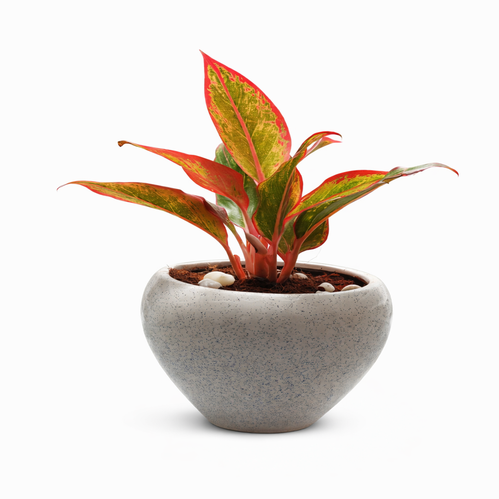 Aglaonema-style indoor plant