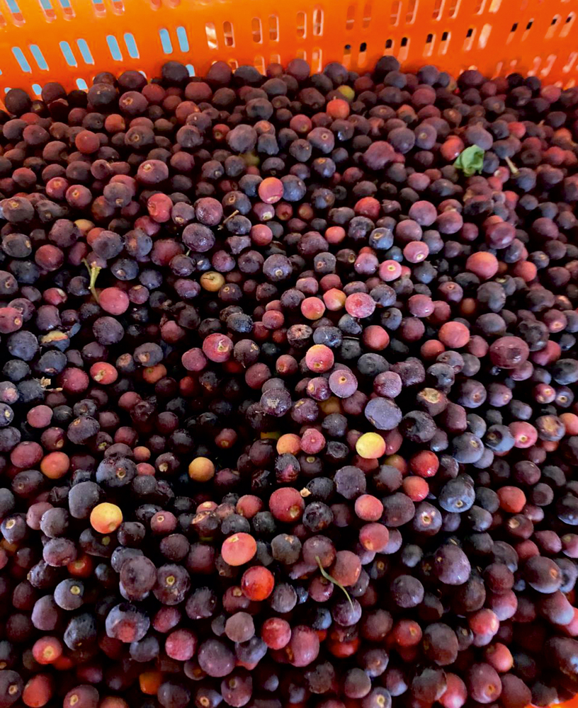 Frozen falsa Berries
