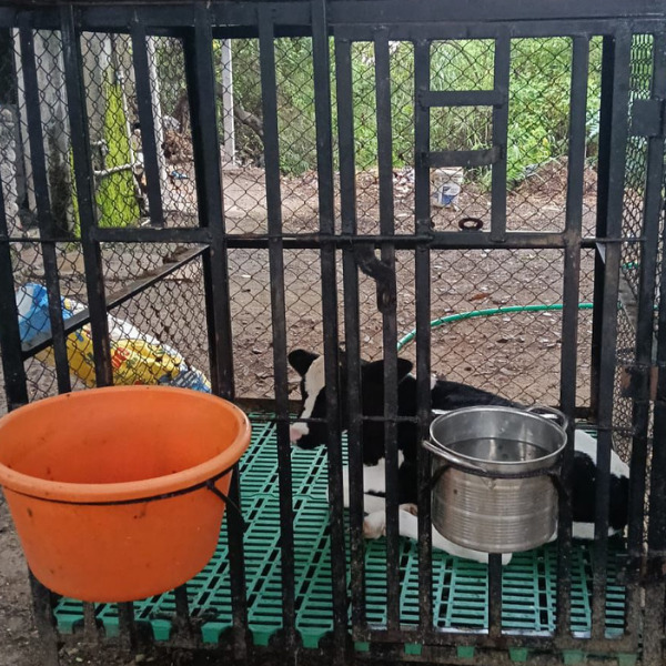 VT Plastic Slatted Flooring for Calfs