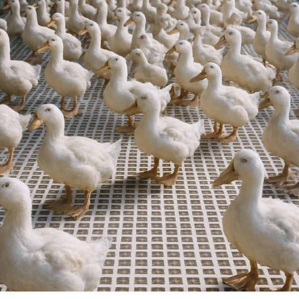 VT Plastic Duck Farm Flooring  600 x 500 x 40 mm