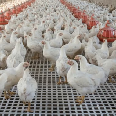 VT Plastic Poultry Slatted Flooring  600 x 500 mm 