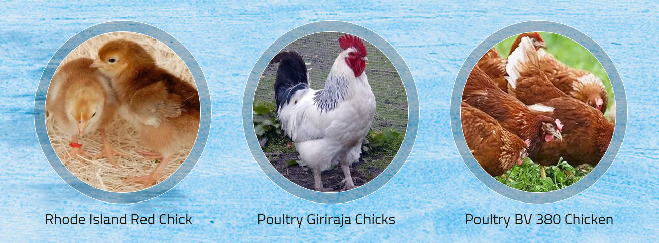 Poultry Egg Incubator Manufacturer,Poultry Chick Supplier ...