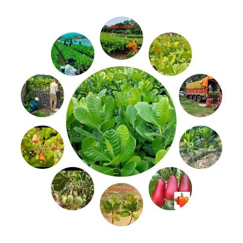 Vengrula-4 Cashew Grafted Plants