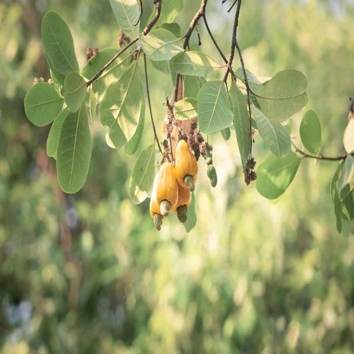 Best Cashew Plants Nursery - Color: Green