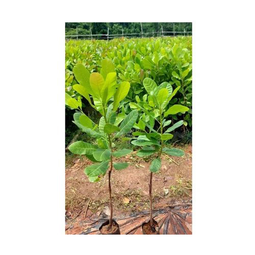 cashew grafted plants