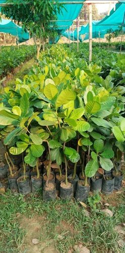 Grafted Cashew Plant (2)