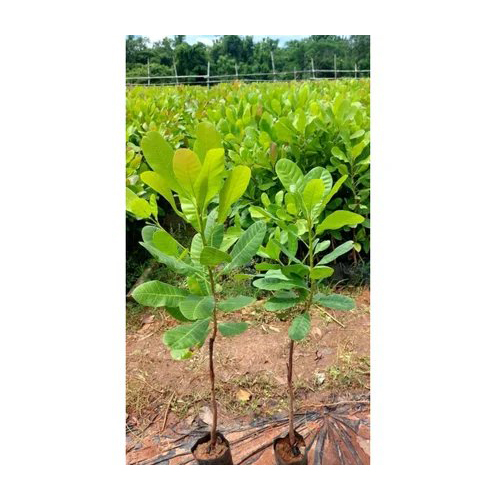 V7 Cashew Plant